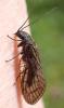Sialis sp.